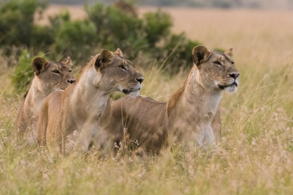 Three lionesses (Panthera leo) watching for a prey, Masai Mara, Kenya, Africa