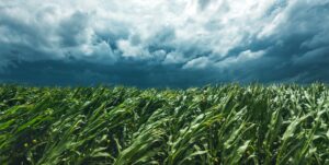 Corn field and stormy sky