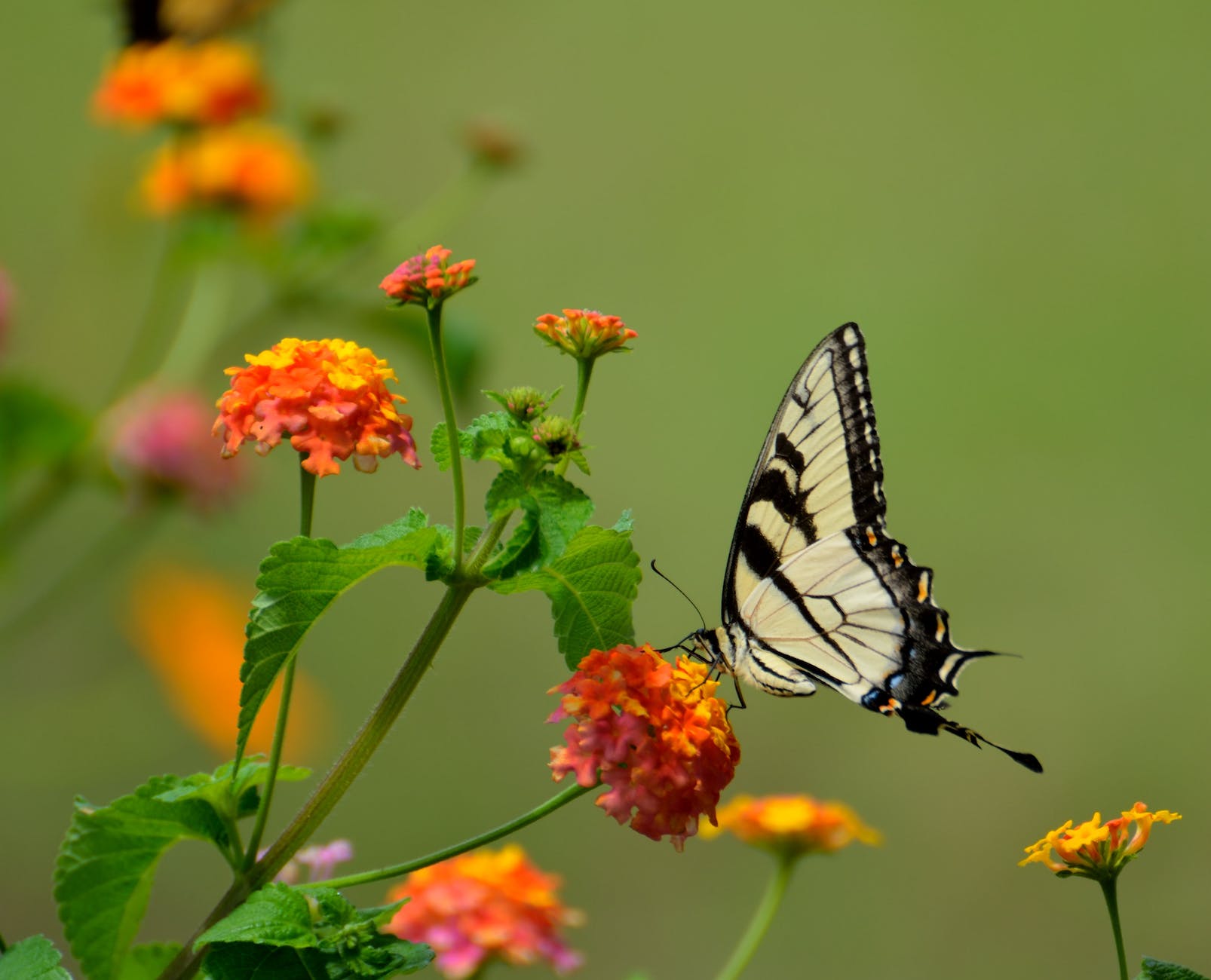 white and black butterfly on yellow flower in macro photography